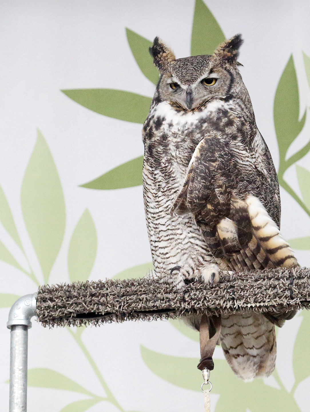 Owl Center Wisconsin Neighbor Weekend 5